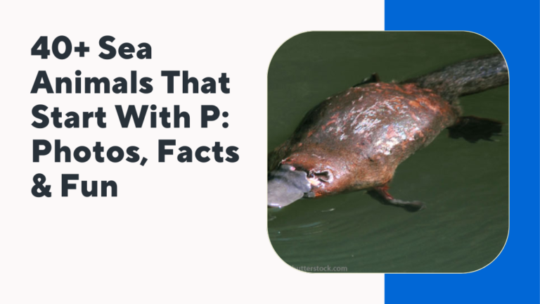 Sea Animals That Start With P