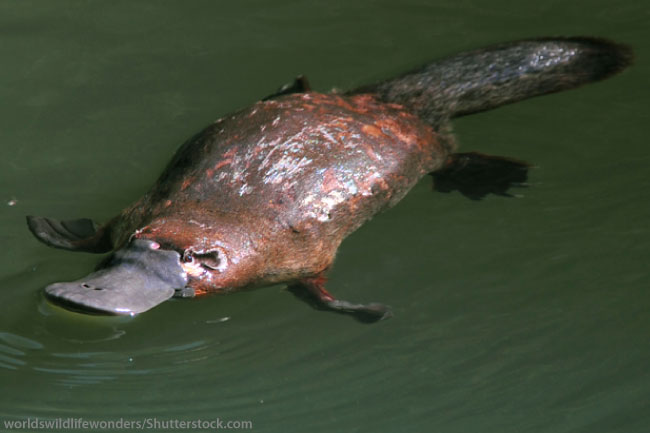 Sea Animals That Start With P