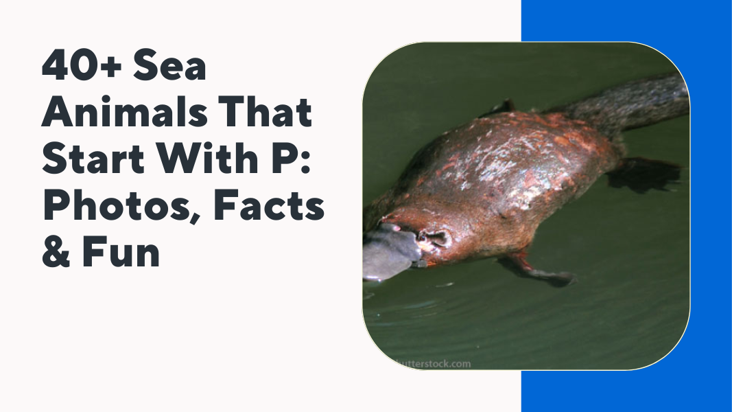 Sea Animals That Start With P