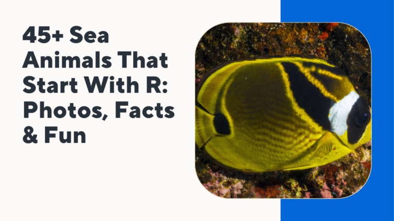 Sea Animals That Start With R