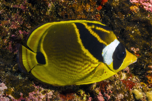 Sea Animals That Start With R