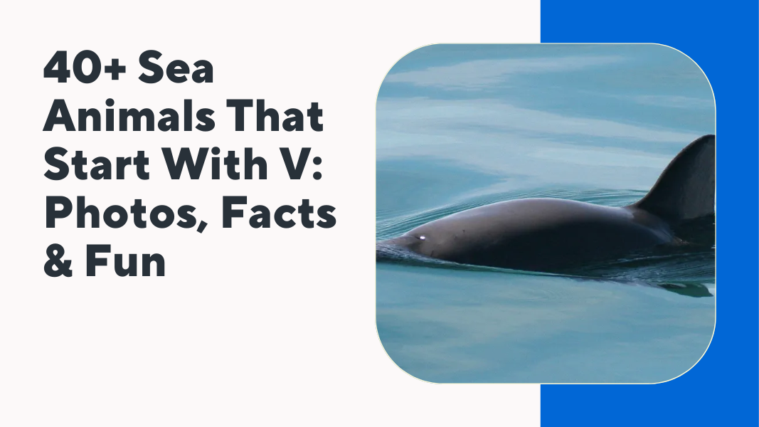 Sea Animals That Start With V