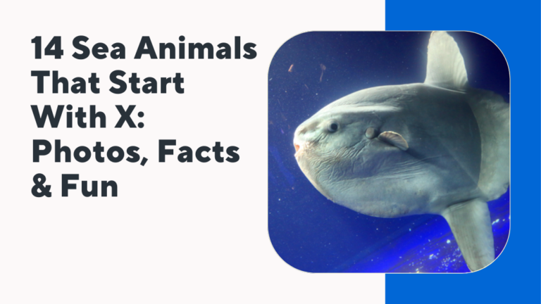 Sea Animals That Start With X