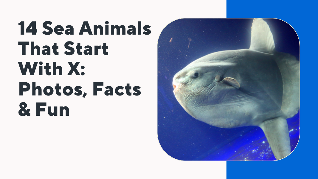 Sea Animals That Start With X