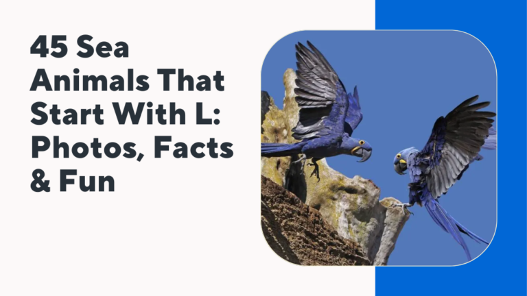 Spanish Animals That Start With A