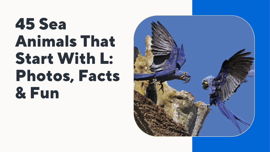 Spanish Animals That Start With A