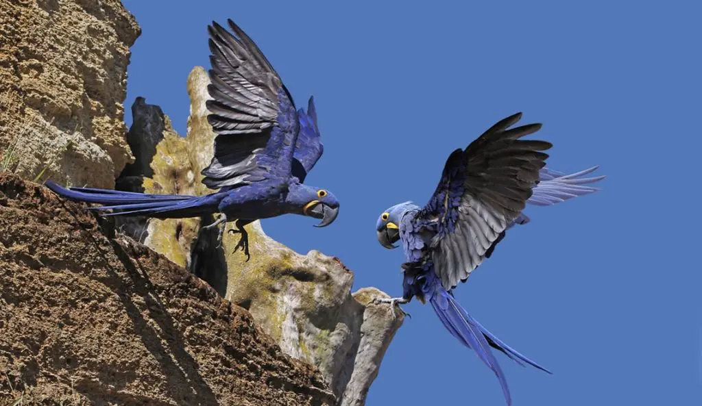 Spanish Animals That Start With A