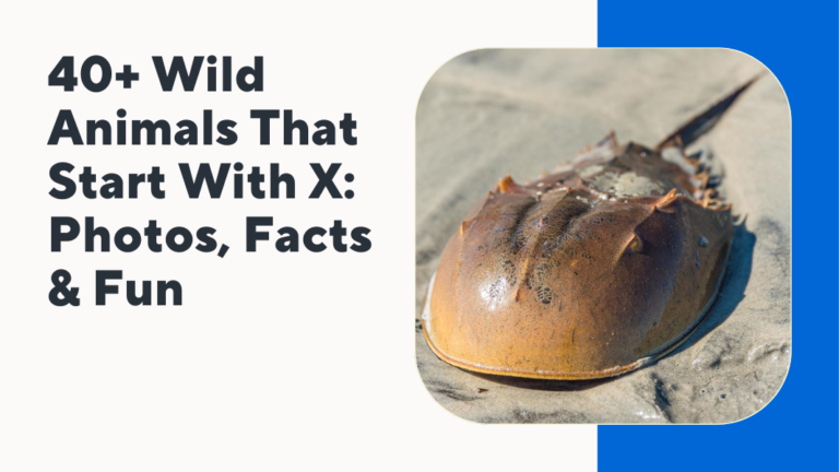 40+ Wild Animals That Start With X: Photos, Facts & Fun
